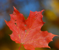 Maple leaf
